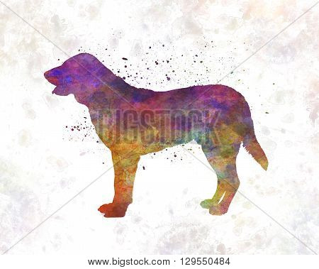 Castro Laboreiro dog in artistic abstract watercolor background