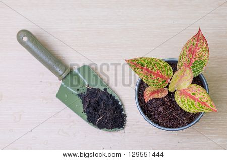 Colorful Plant In Zinc Pot