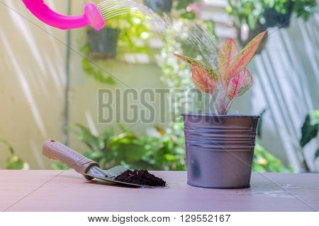 Colorful Plant In Zinc Pot