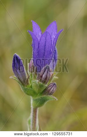 Clustered Bellflower - Campanula glomerata 
Grassland Flower