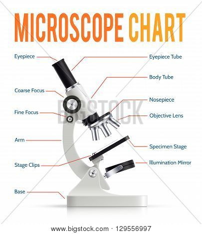 Modern electronic powerful lab microscope parts infographic  presentation chart with realistic instrument side view poster vector illustration