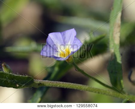 Five-lobed Bindweed - Convolvulus pentapetaloides Wild Flower from Cyprus
