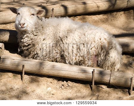 Smiling sheep lying sunbathing on the Farm