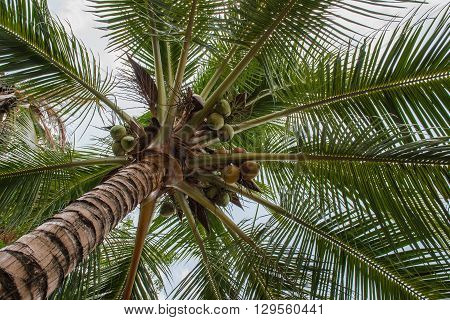 Green coconut at tree food healthy palm