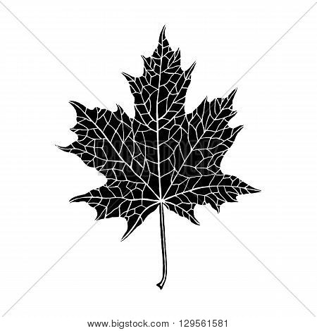 Vector hand-drawn silhouette of a maple leaf. Inversion. Trace ink drawing of a tree leaf. Fully isolated on white background easy to use and recolor. For seasonal holiday design. Botanical nature.