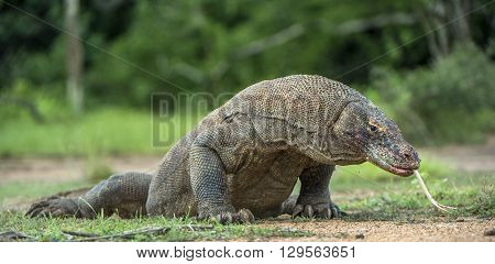 Komodo Dragon With The Flicked Out Tongue. The Komodo Dragon ( Varanus Komodoensis ) Is The Biggest