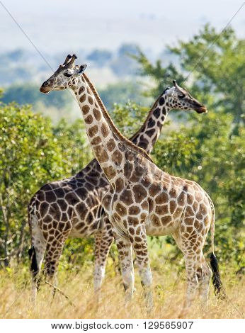 Under A Shining Sun Two Giraffes Stand At A Tree With The Crossed Long Necks. Rothschild Giraffes  (