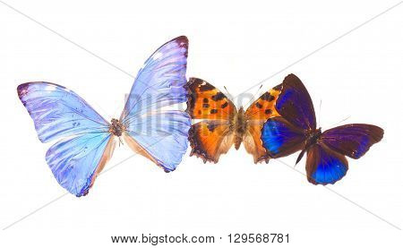 Multicolored tropical blue and orange exotic butterflies frame isolated on white background