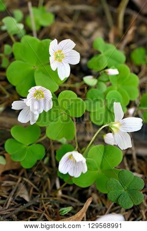 Oxalis acetosella (wood sorrel) flowers in forest selective focus
