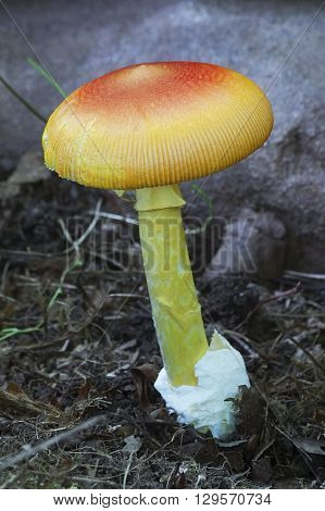 Half-dyed slender Caesar mushroom (Amanita hemibapha). Another scientific name for this fungus is Amanita caesareoides