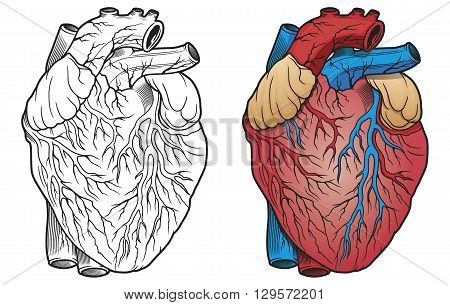 detailed colored human heart medical vector illustration