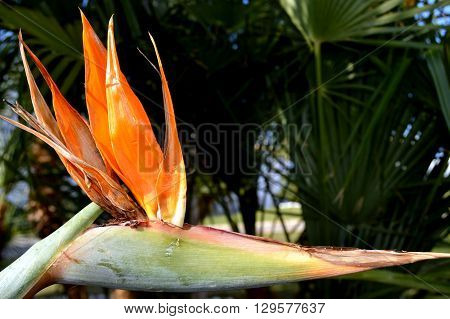Beautiful garden flowerssummer flower background in Crèta