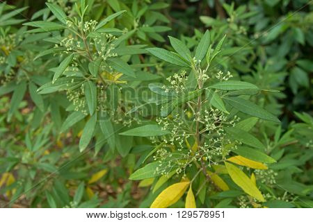 Selective focus of Tree Zieria, also known as Stinkwood plant (Ziera arborescens) grown in Victoria, Australia. Aboriginal people used the leaves to cure pain and headaches.