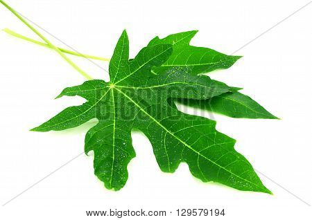 Papaya Leaves On White Background.