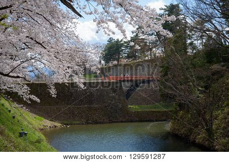 FUKUSHIMA JAPAN - APR 152016:Tsuruga Castle surrounded by hundreds of sakura trees