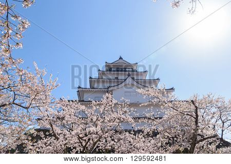 Tsuruga Castle surrounded by hundreds of sakura trees