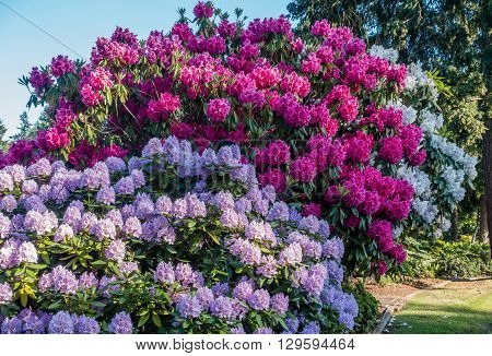 The state flower of Washington grows big in Burien Washington.