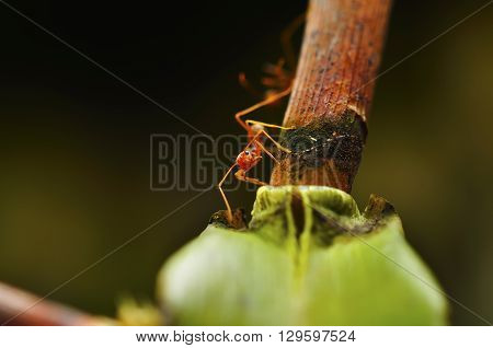 the red ant at the tree trunk