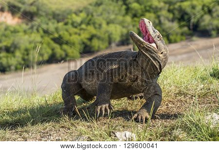 Komodo Dragon Raised The Head And Opened A Mouth. The Komodo Dragon ( Varanus Komodoensis ) Is The B