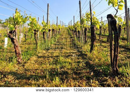 Photo of vineyard on a bright sunny spring day