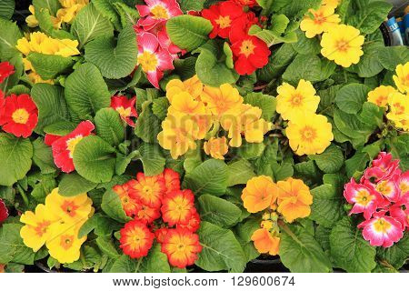 Spring Polyanthus Flowers