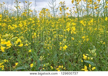 Photo of field of rapseed with sky in the background