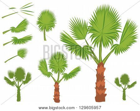 Set of fan palm round leaves. Fan Palm Tree formed from these leaves. Illustration on white background.