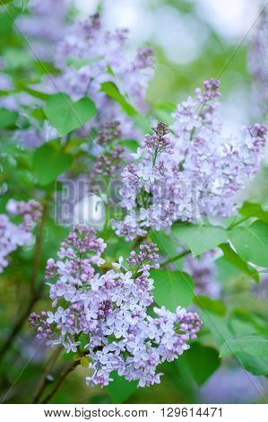 Close-up beautiful lilac flowers with the leaves. Beauty world.