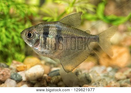 Nice aquarium tetra fish from genus Hyphessobrycon