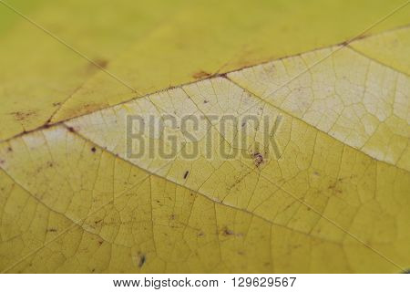 A yellow Autumn Mulberry leaf, in closeup, showing the distinctive veins.