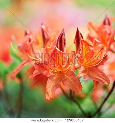 Rhododendron 