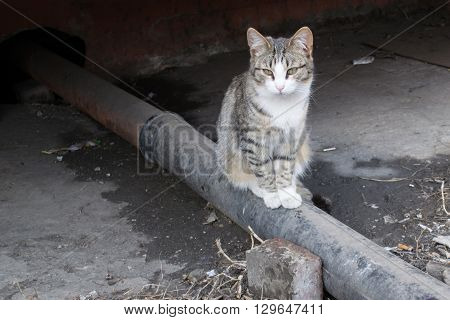 Homeless cats came to bask in the sun