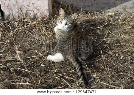 Homeless cats came to bask in the sun