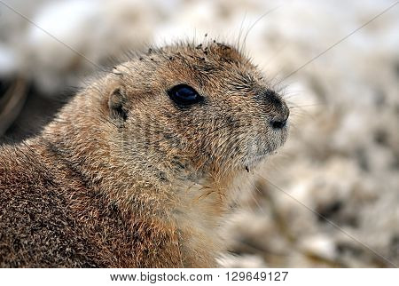 Detailed view of the animals in winter - whiz