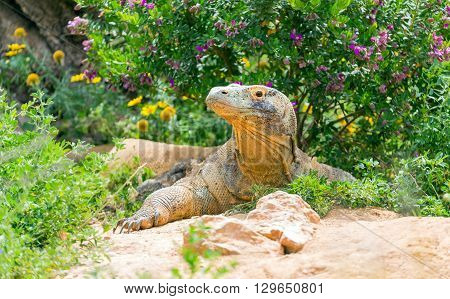 Komodo dragon (Varanus komodoensis) the largest living species of lizard