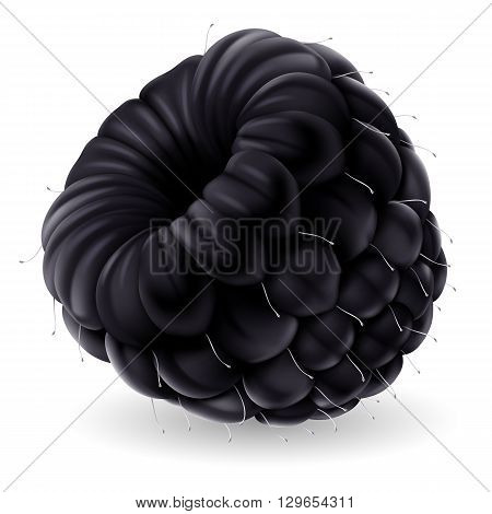 Shiny blackberry isolated on white background. Realistic llustration
