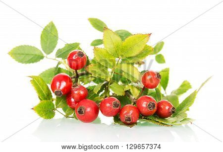 branch of wild rose with green leaves and ripe berries close-up on a white background