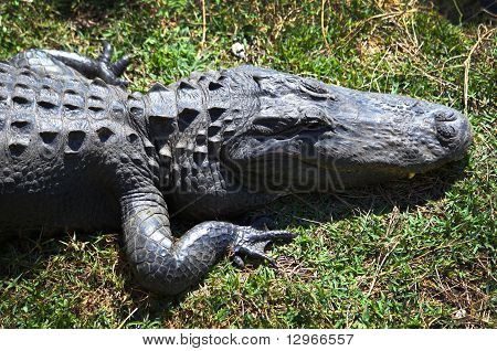 Alligator Portrait