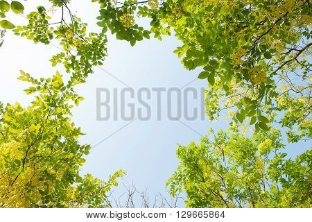 Spring trees and blue sky background. Nature background.