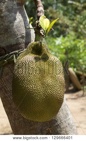 jackfruit on a tree in Asia close up