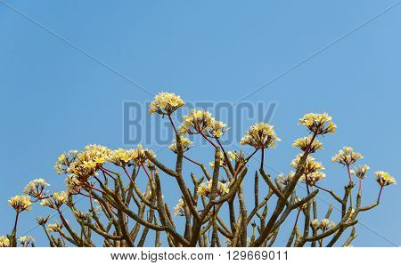 Frangipani flowers tree in summer season, blue sky