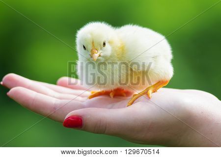 Holding a small newly hatched yellow Chicken.The little chick in hands.