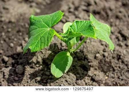 Young cucumber plant in garden. agricuture, spring.
