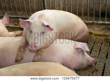 Fat Pigs In A Sty On A Farm
