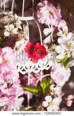 Bird cage with spring blossom of sakura and fruit flowers. Wedding decorations with copy space
