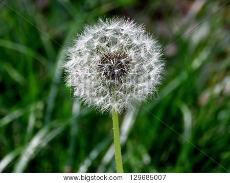 Dandelion in Mclean near Washington DC 