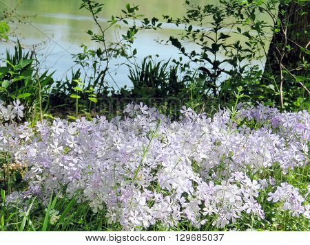 Phlox divaricata flowers in forest on the banks of the Potomac River near Washington DC 20 April 2016 USA