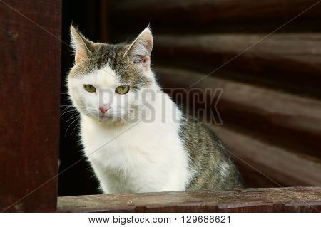 stray siberian cat on the rural country block house background coseup portrait