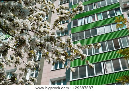 Blooming apple tree in the background of a multistory building