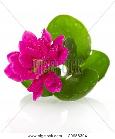 Flower decorative Kalanchoe close-up with water drops isolated on white background